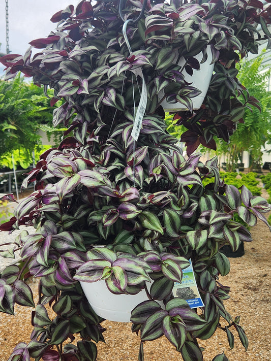 Wandering Jew (Tradescantia)