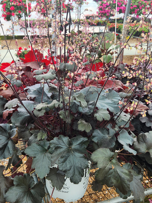 Coral Bell 'Primo Black Pearl' (Heuchera)
