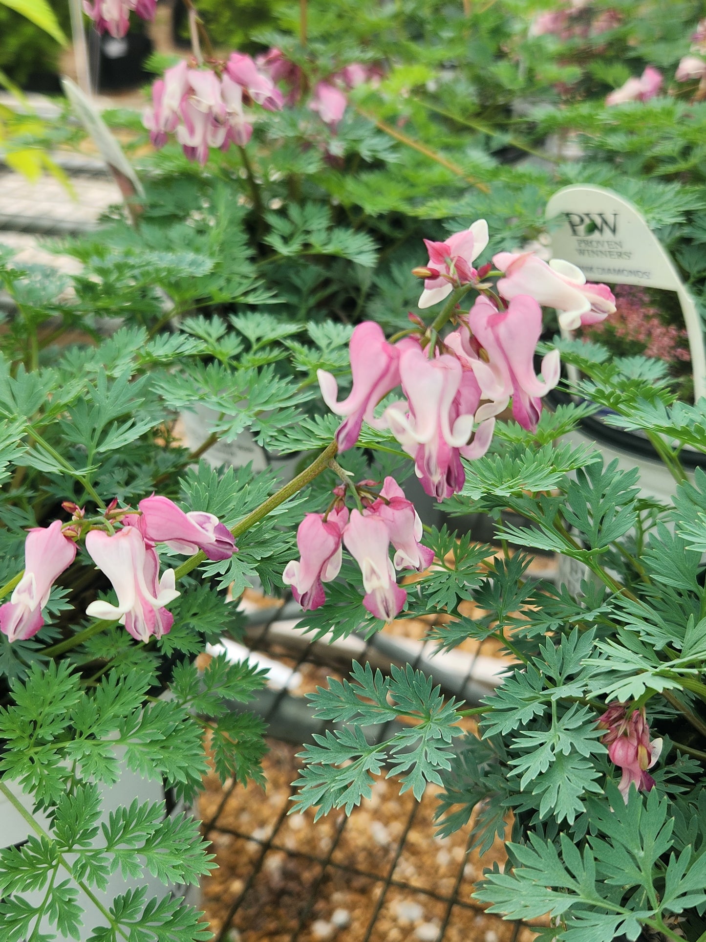 Bleeding Hearts, Fern-Leaf 'Pink Diamonds' (Dicentra)