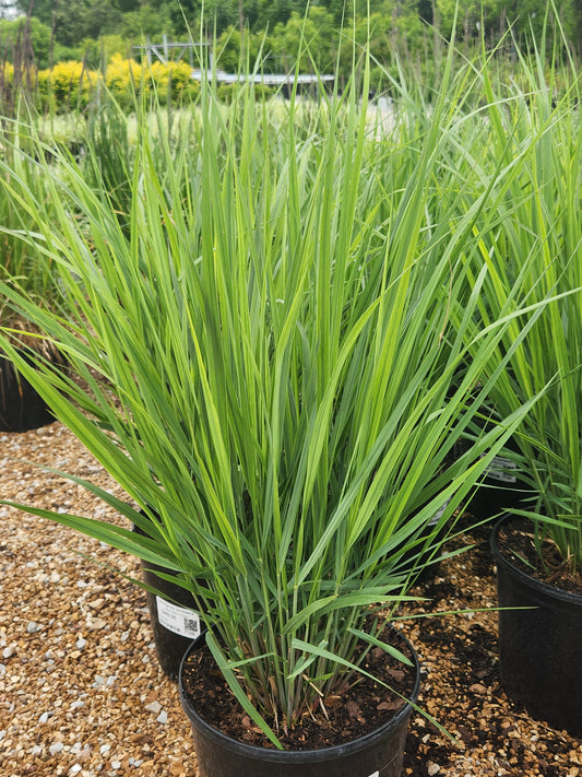 Switchgrass 'Northwind' (Panicum)