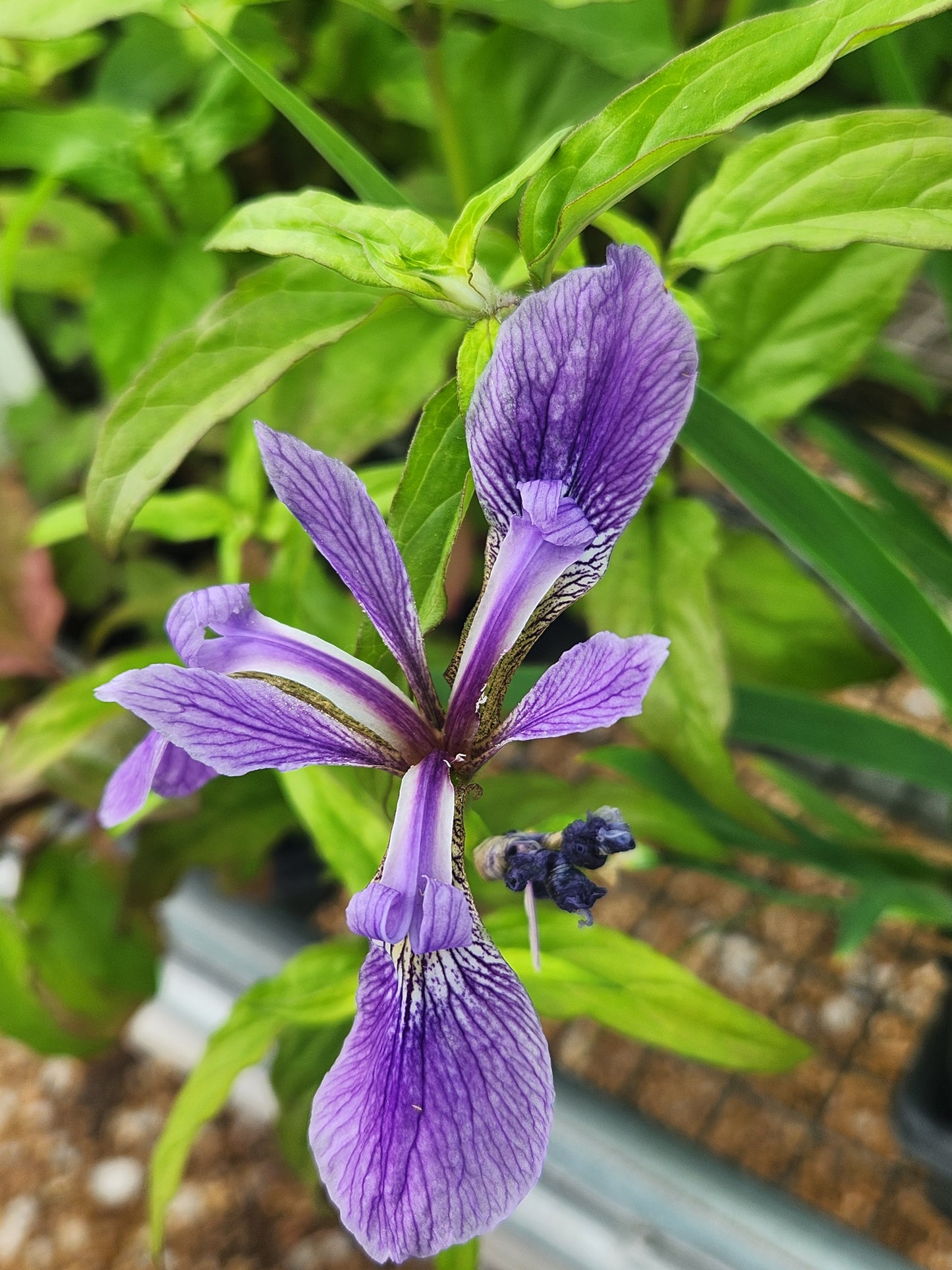 Self-heal / Woundwort (Prunella)