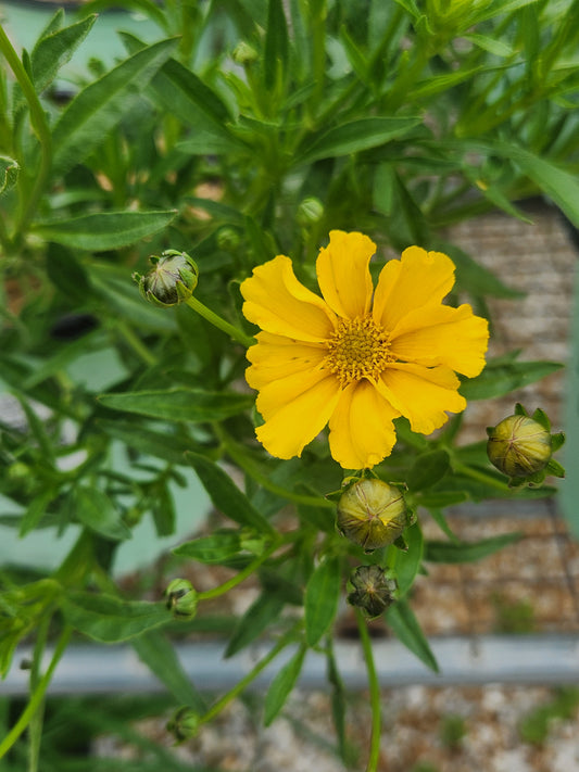 Tickseed, Hybrid Mouse Ear 'Li'l Bang Goldi Locks' (Coreopsis)