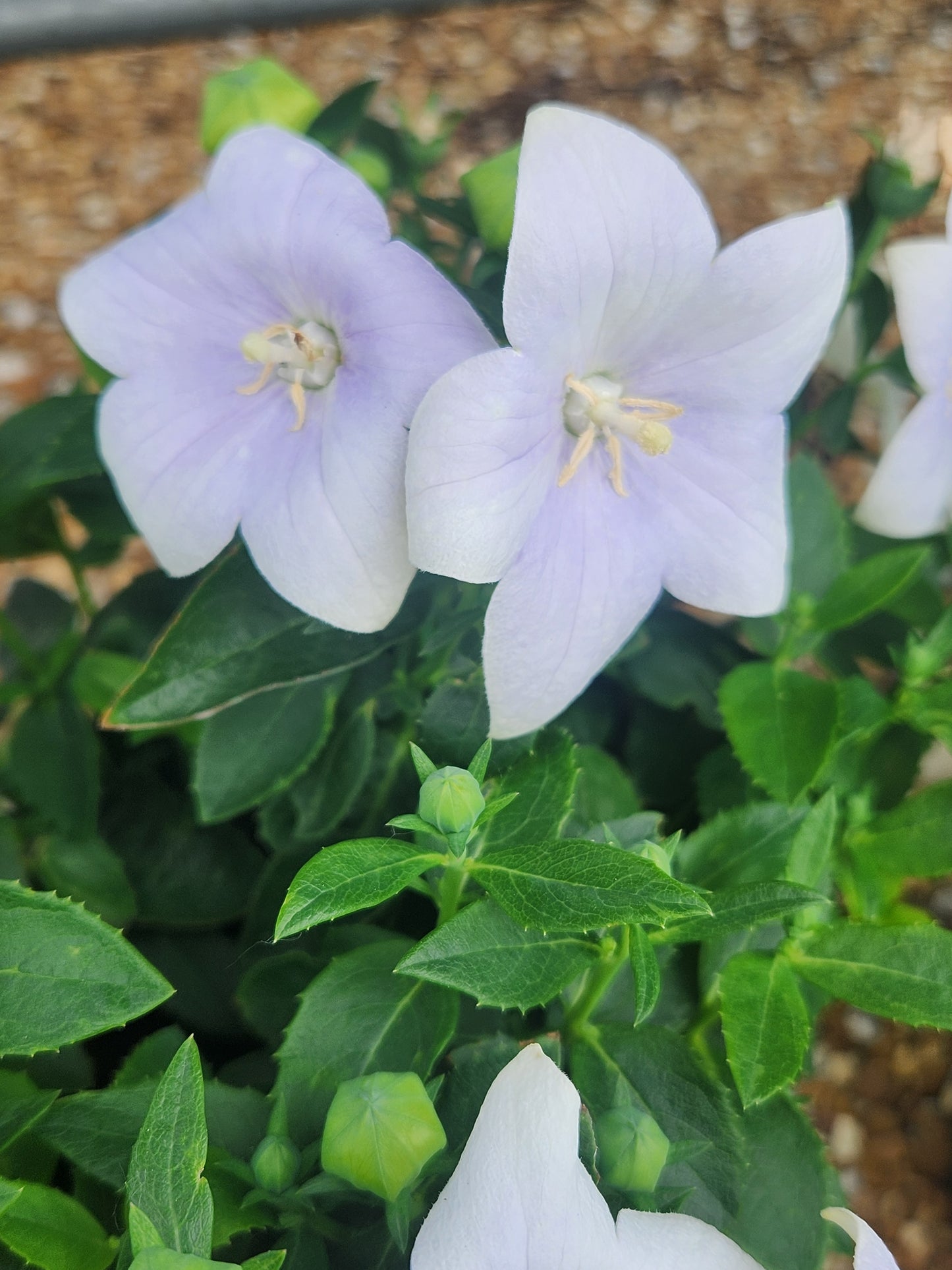 Balloon Flower, Dwarf 'Twinkle White' (Platycodon)