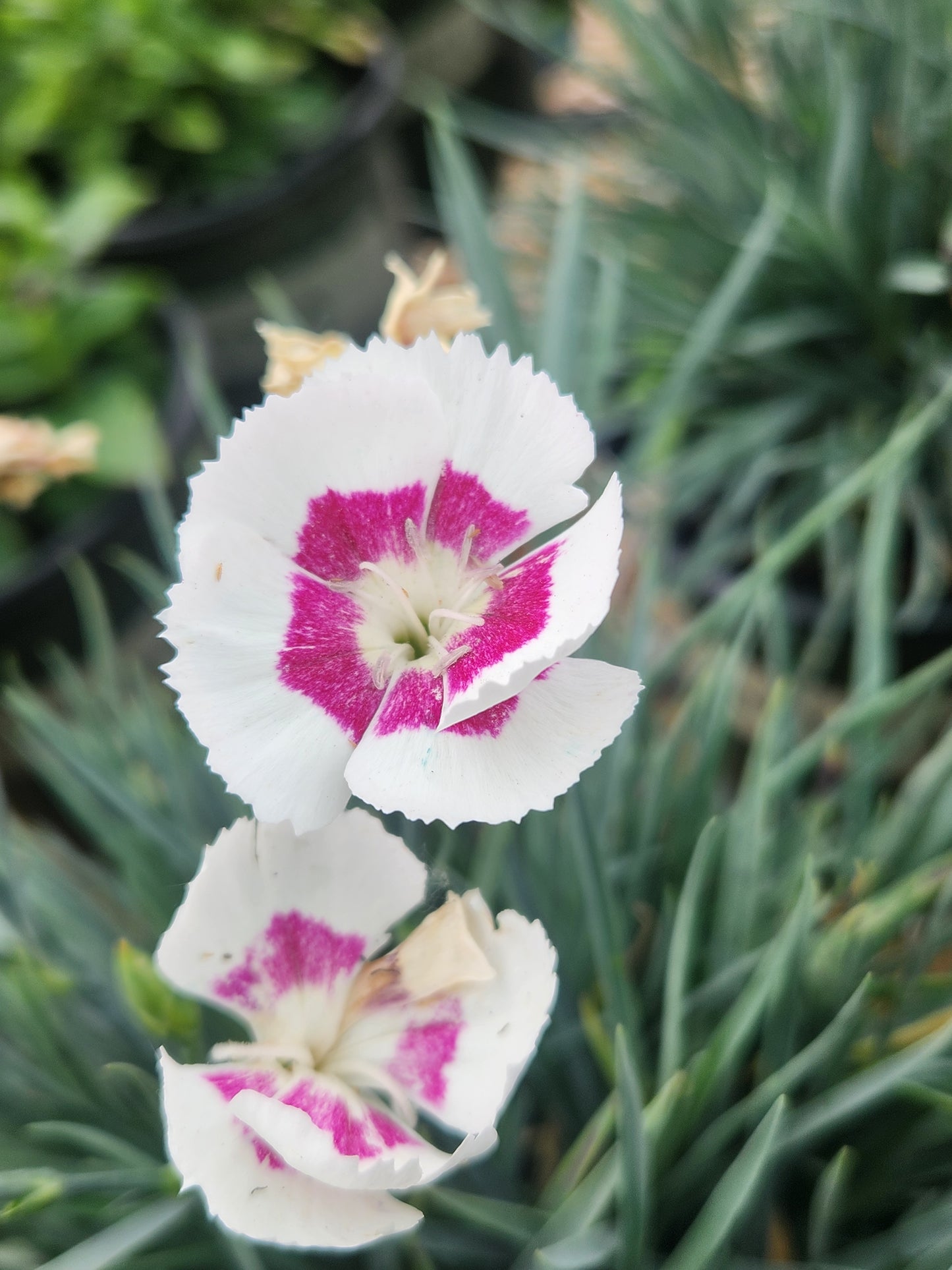 Pinks, Carnation Cheddar 'American Pie Berry à la Mode' (Dianthus)