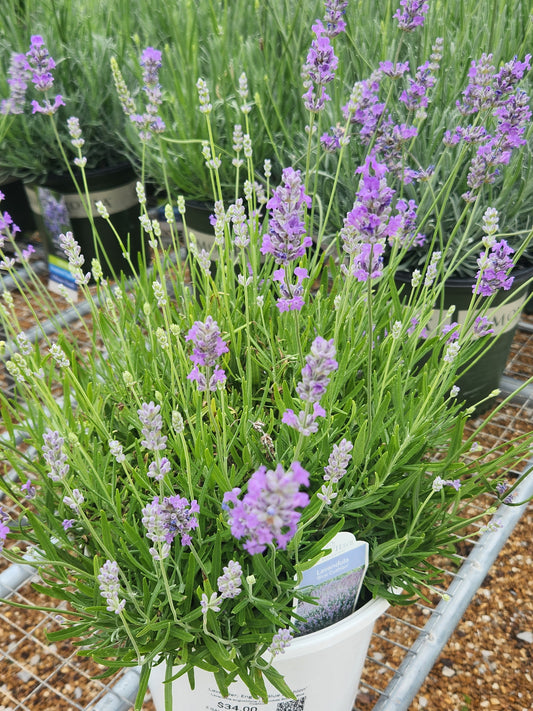 Lavender, English 'Blue Cushion'