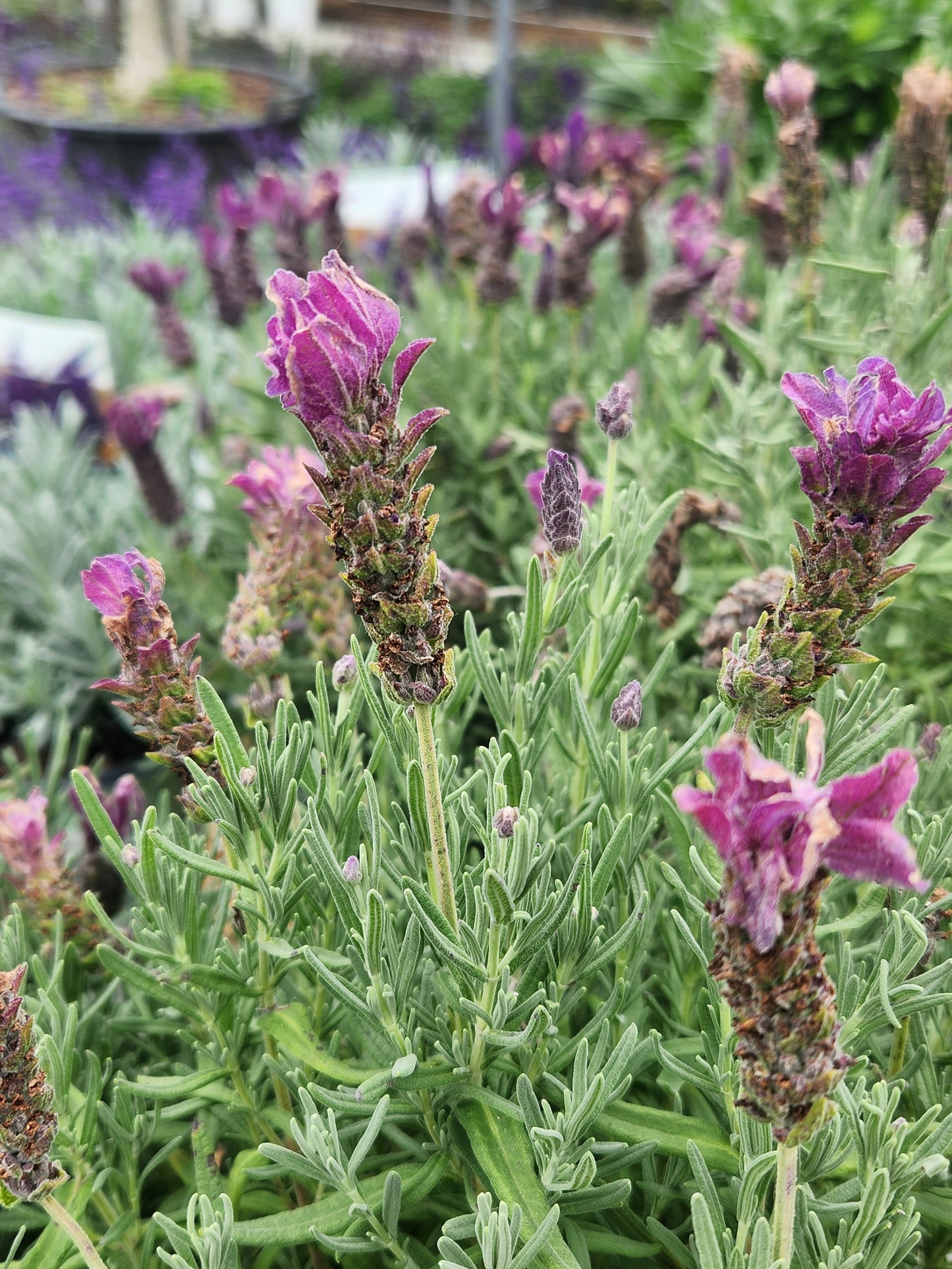 Lavender, Spanish 'Javelin Forte Deep Purple' (Lavandula)