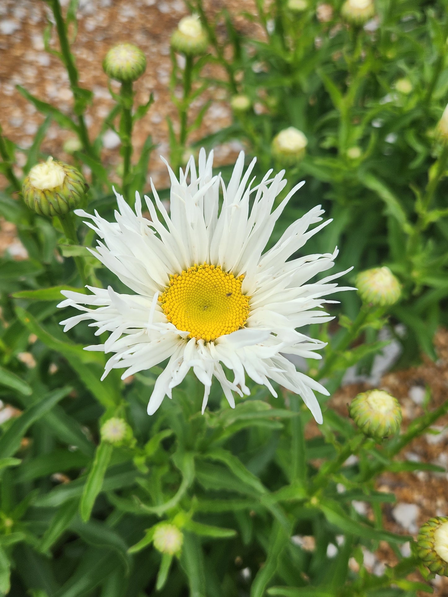 Daisy, Shasta 'Amazing Daisies Spun Silk' (Leucanthemum)