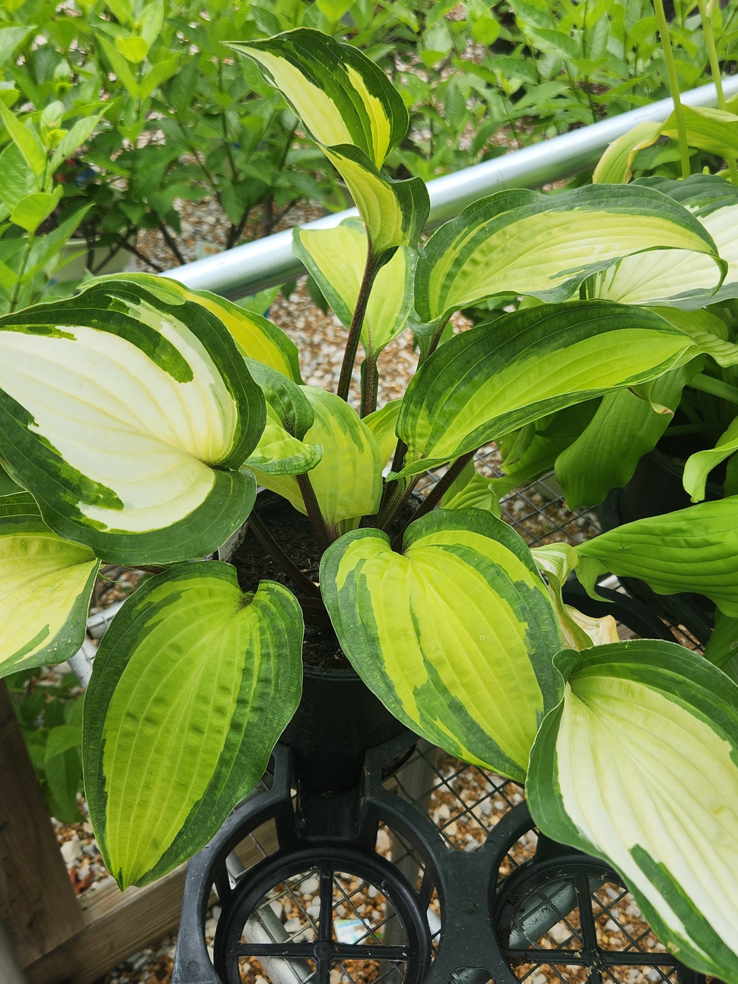 Plantain Lily 'Island Breeze' (Hosta)