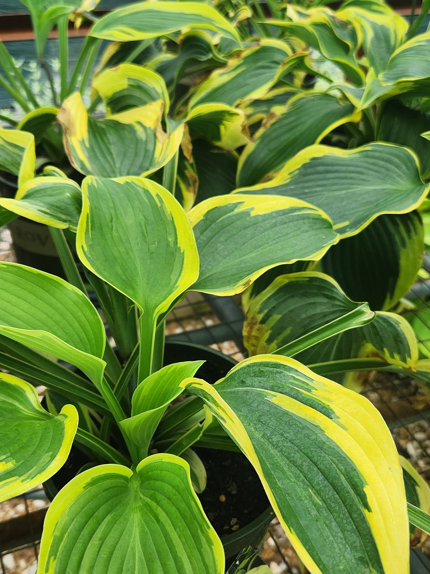 Plantain Lily 'Broadband' (Hosta)