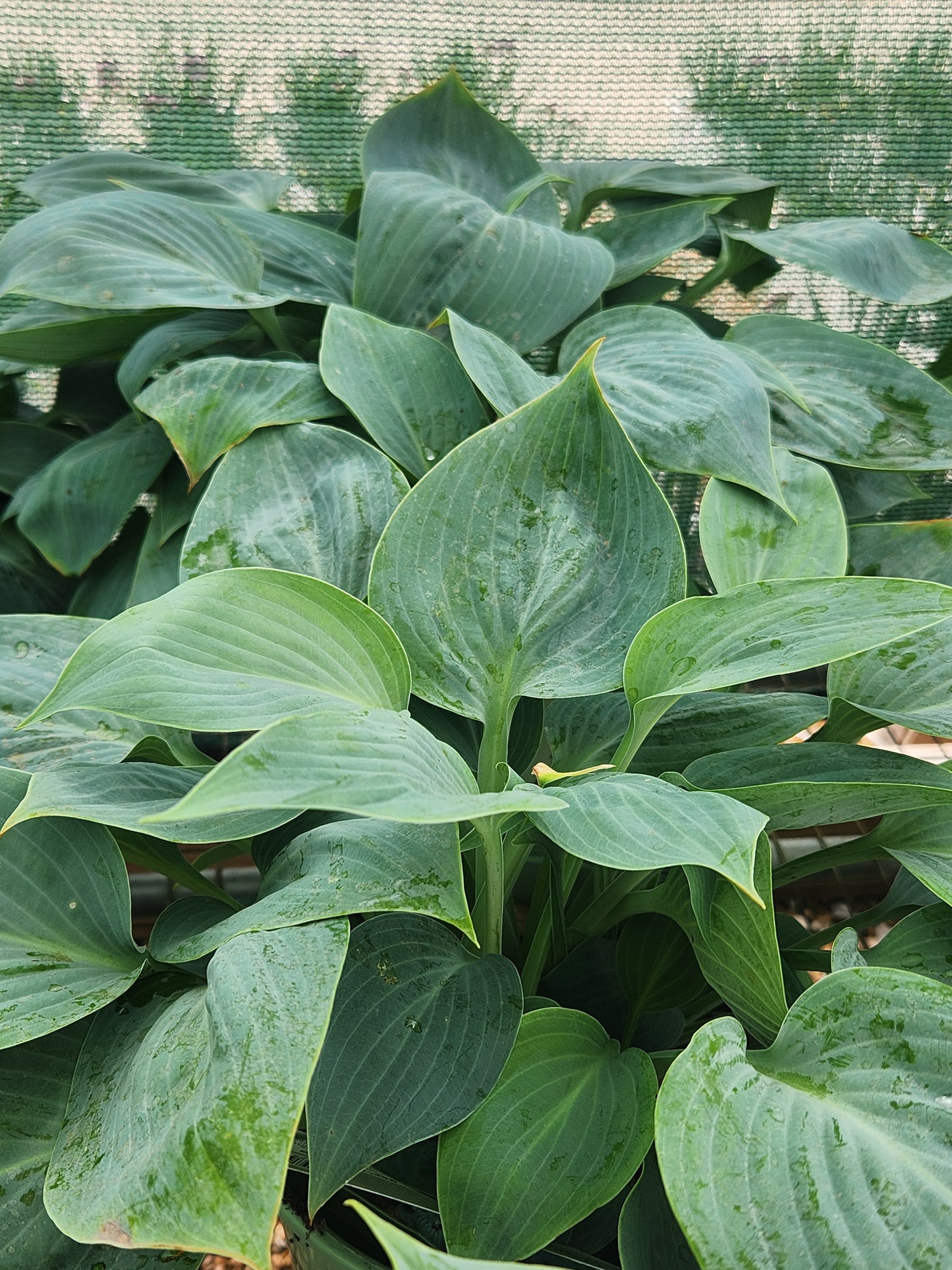 Plantain Lily 'Prairie Sky' (Hosta)