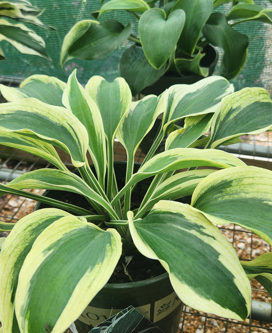 Plantain Lily, Longpipes 'El Nino' (Hosta)