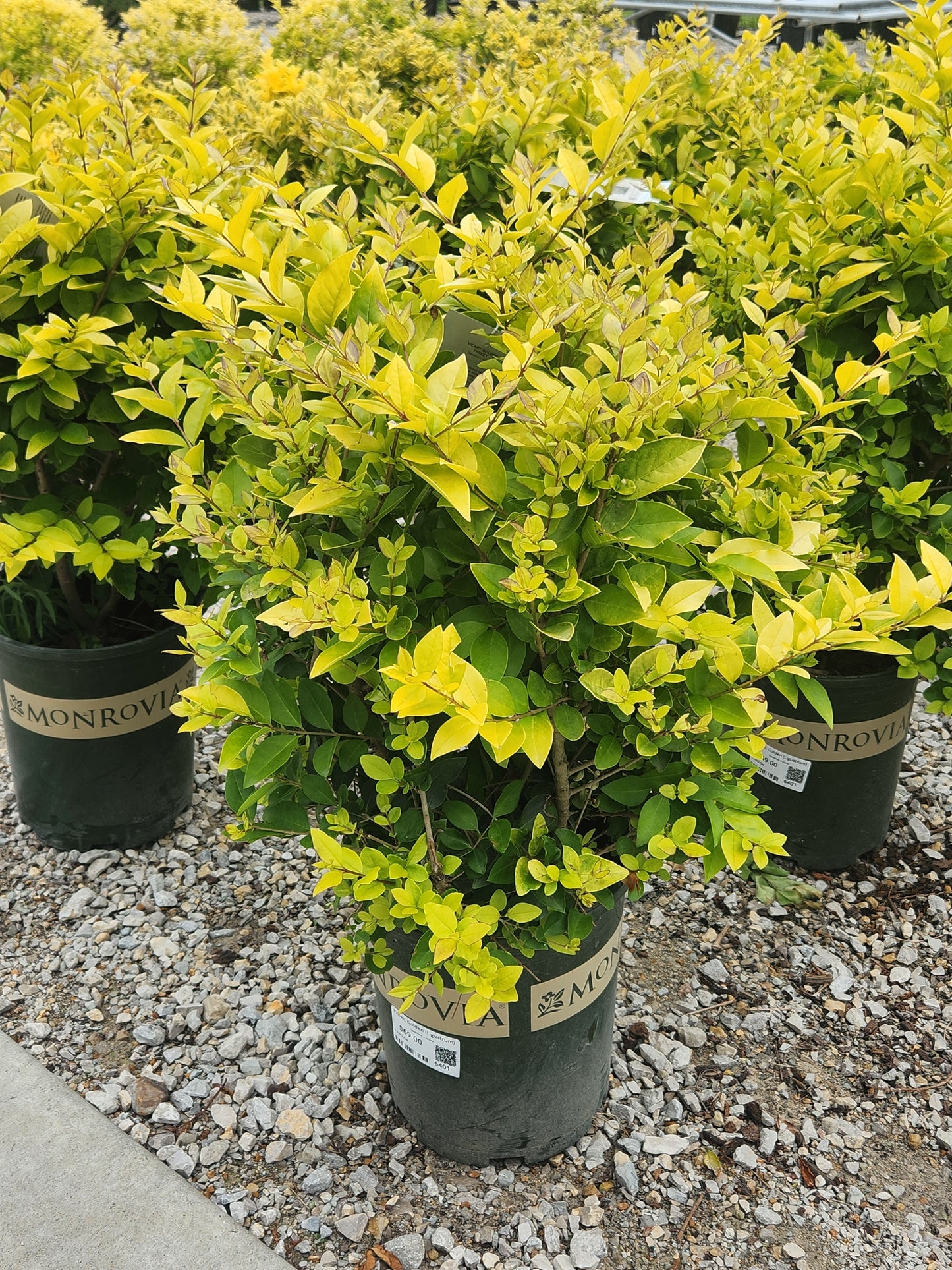 Privet, Golden (Ligustrum)