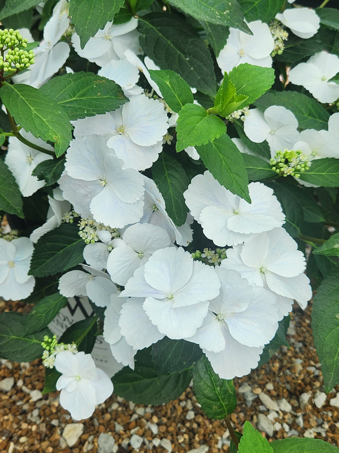 Hydrangea, Hybrid 'Fairytrail Bride Cascade' (Hydrangea)
