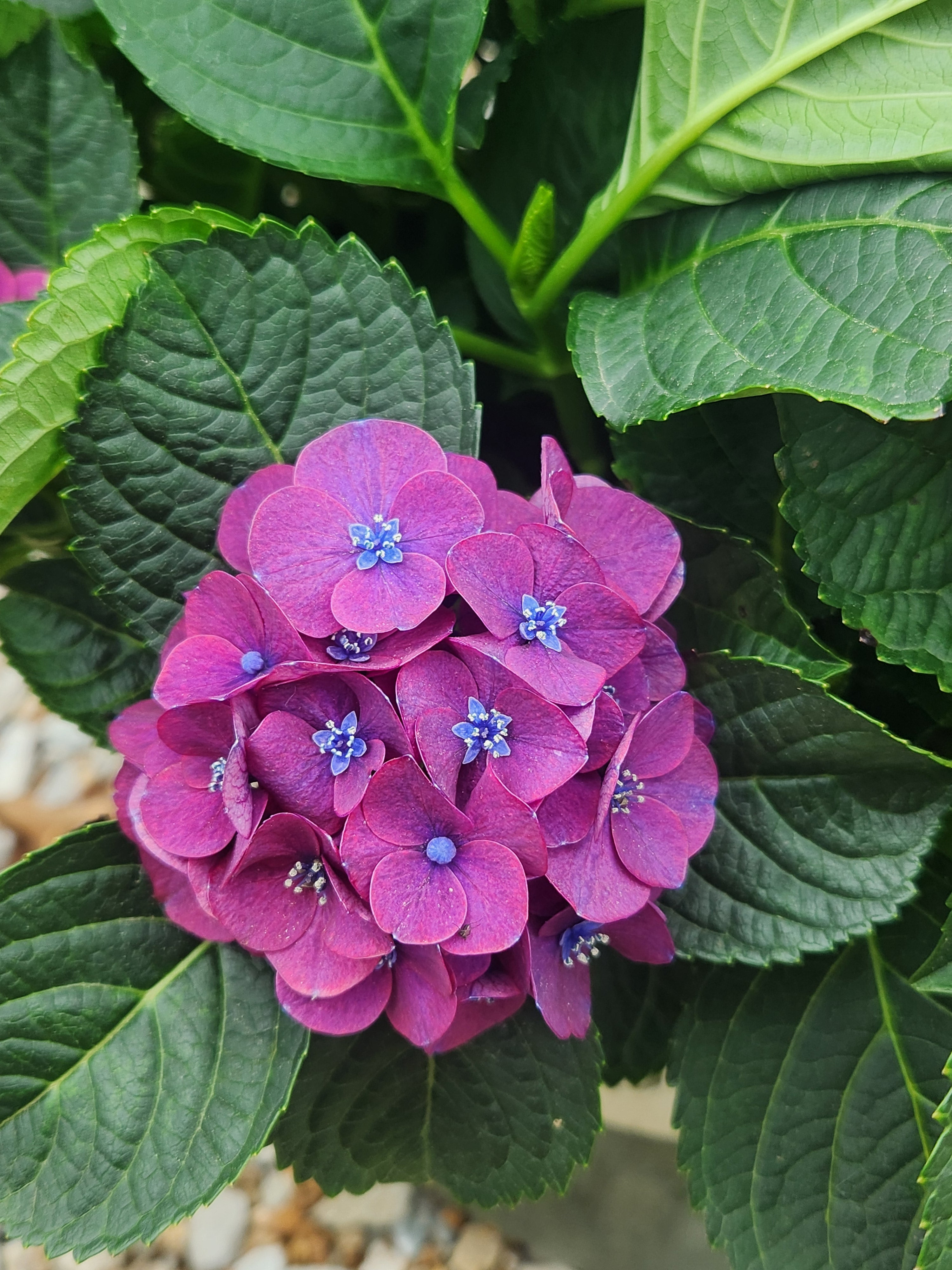 Hydrangea, Big-leaf Mophead 'Seaside Serenade Newport' (Hydrangea