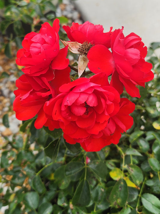 Rose, Spreading 'Flower Carpet Scarlet' (Rosa)