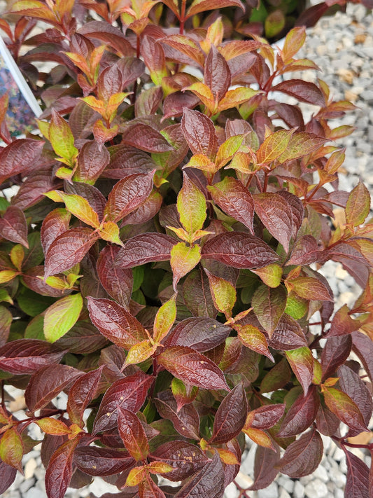 Weigela, Changing-Leaf 'Midnight Sun' (Weigela)