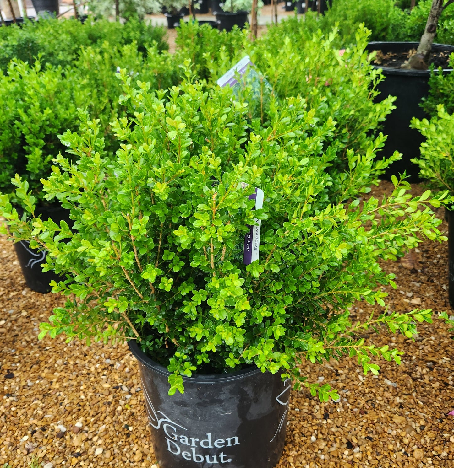 Boxwood, Japanese 'Baby Gem' (Buxus) Globe