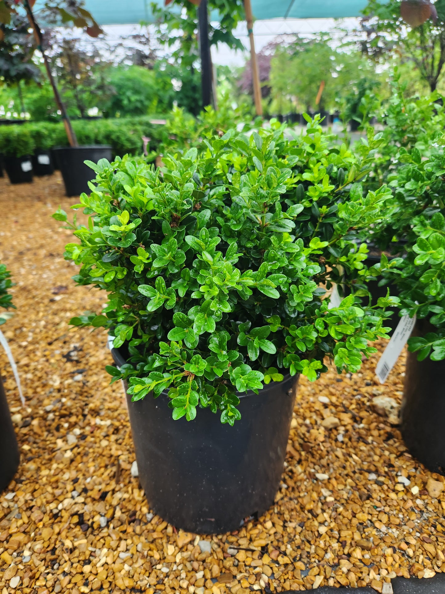 Boxwood, Japanese Miniature 'Little Missy' (Buxus) Globe