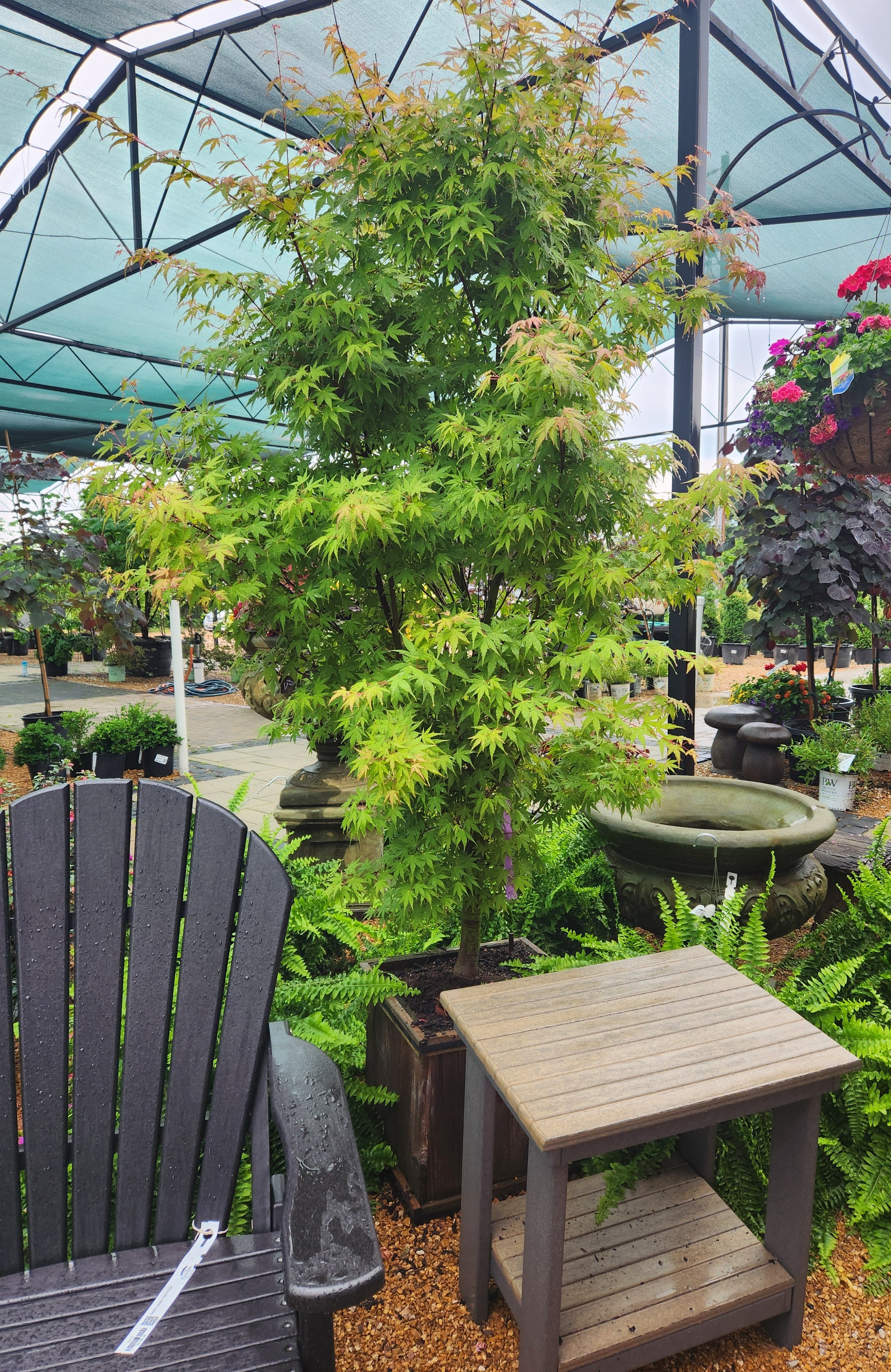 Maple, Japanese Upright 'First Flame' (Acer) – Passiglia Landscape