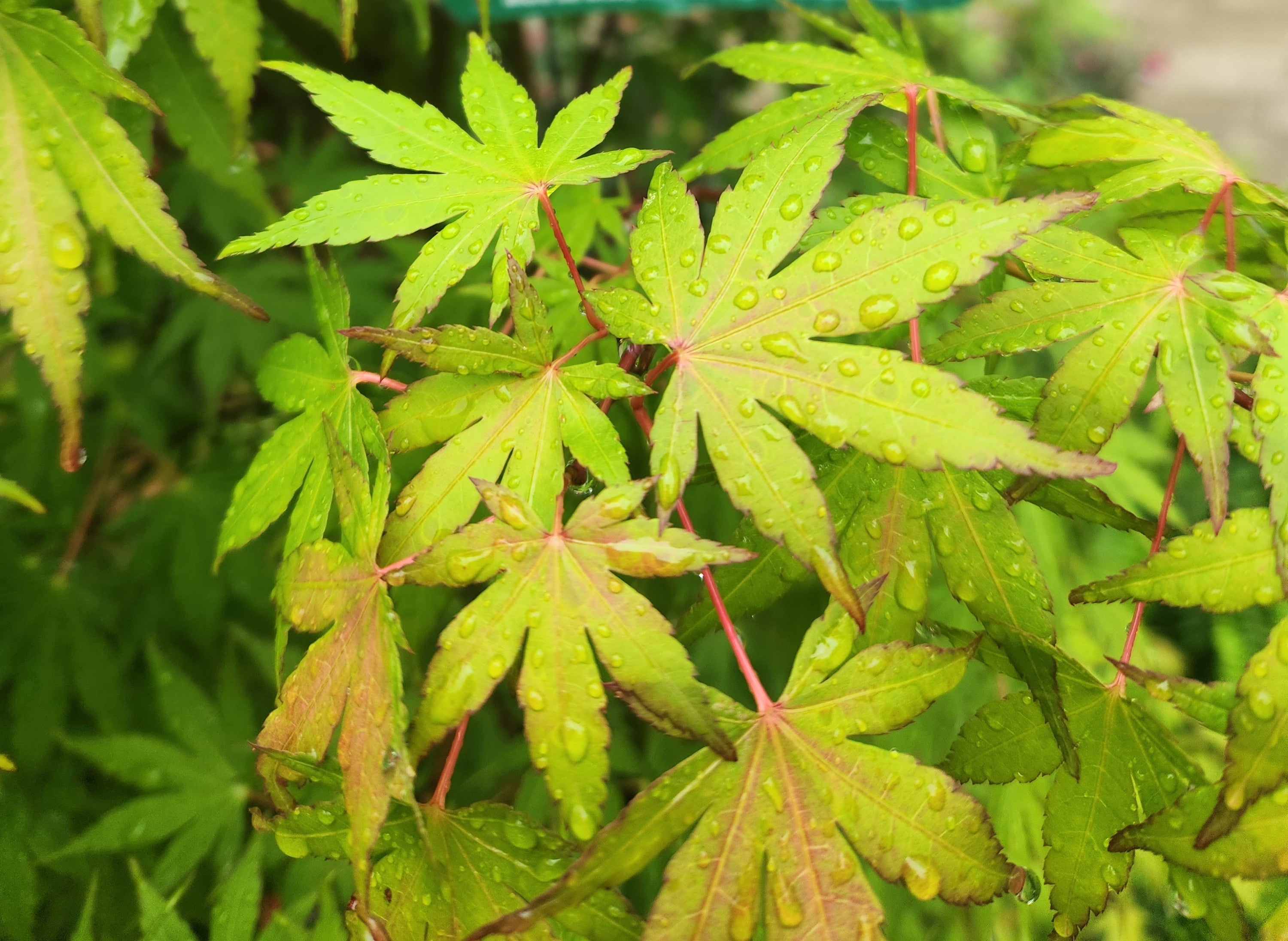 Maple, Japanese Upright 'First Flame' (Acer) – Passiglia Landscape