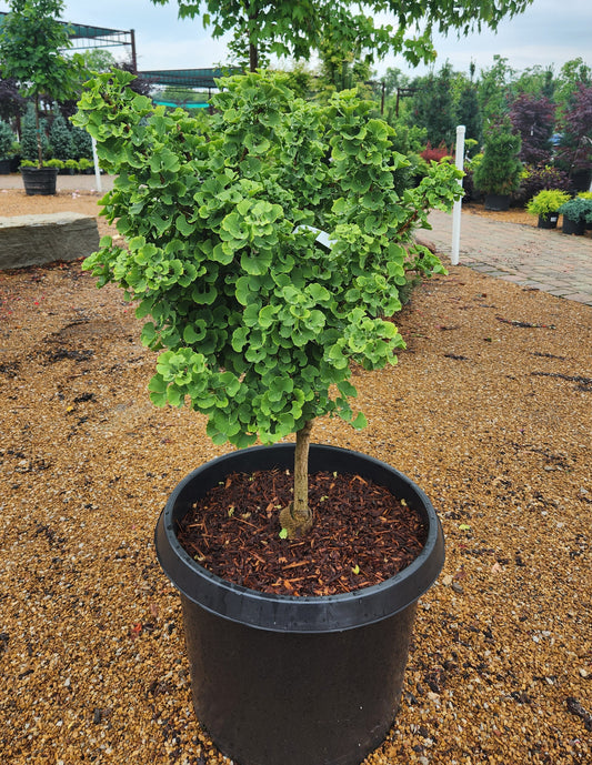 Maidenhair Tree, Dwarf, Male 'Mariken' (Ginkgo)