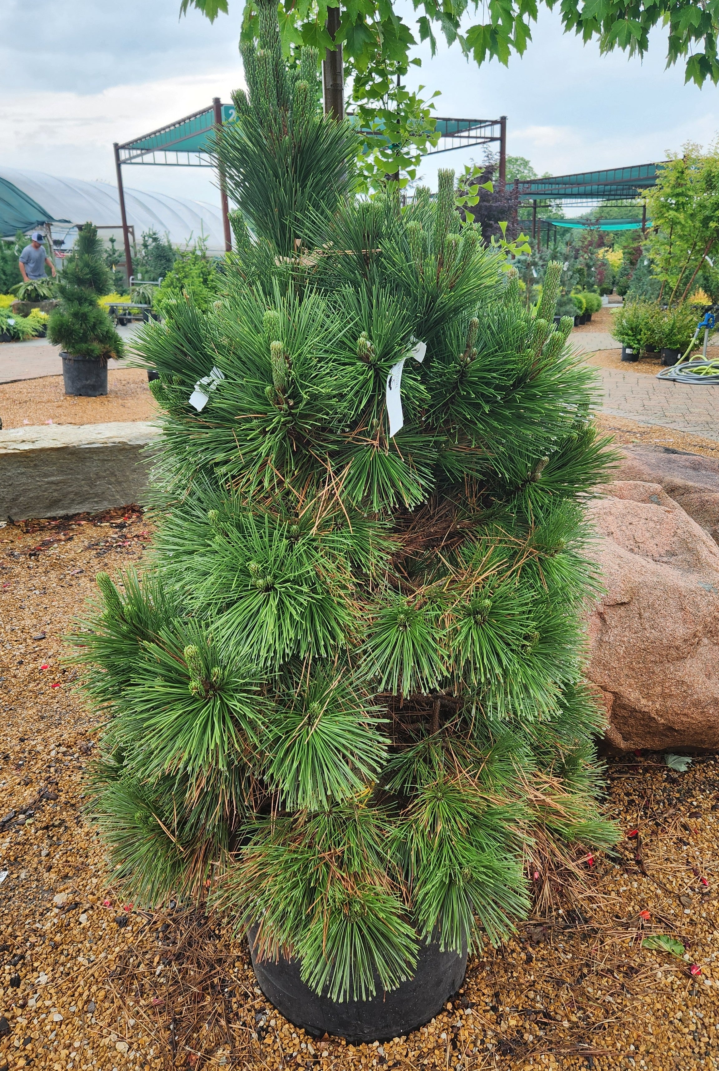 Pine, Japanese Black 'Thunderhead' (Pinus) – Passiglia Landscape