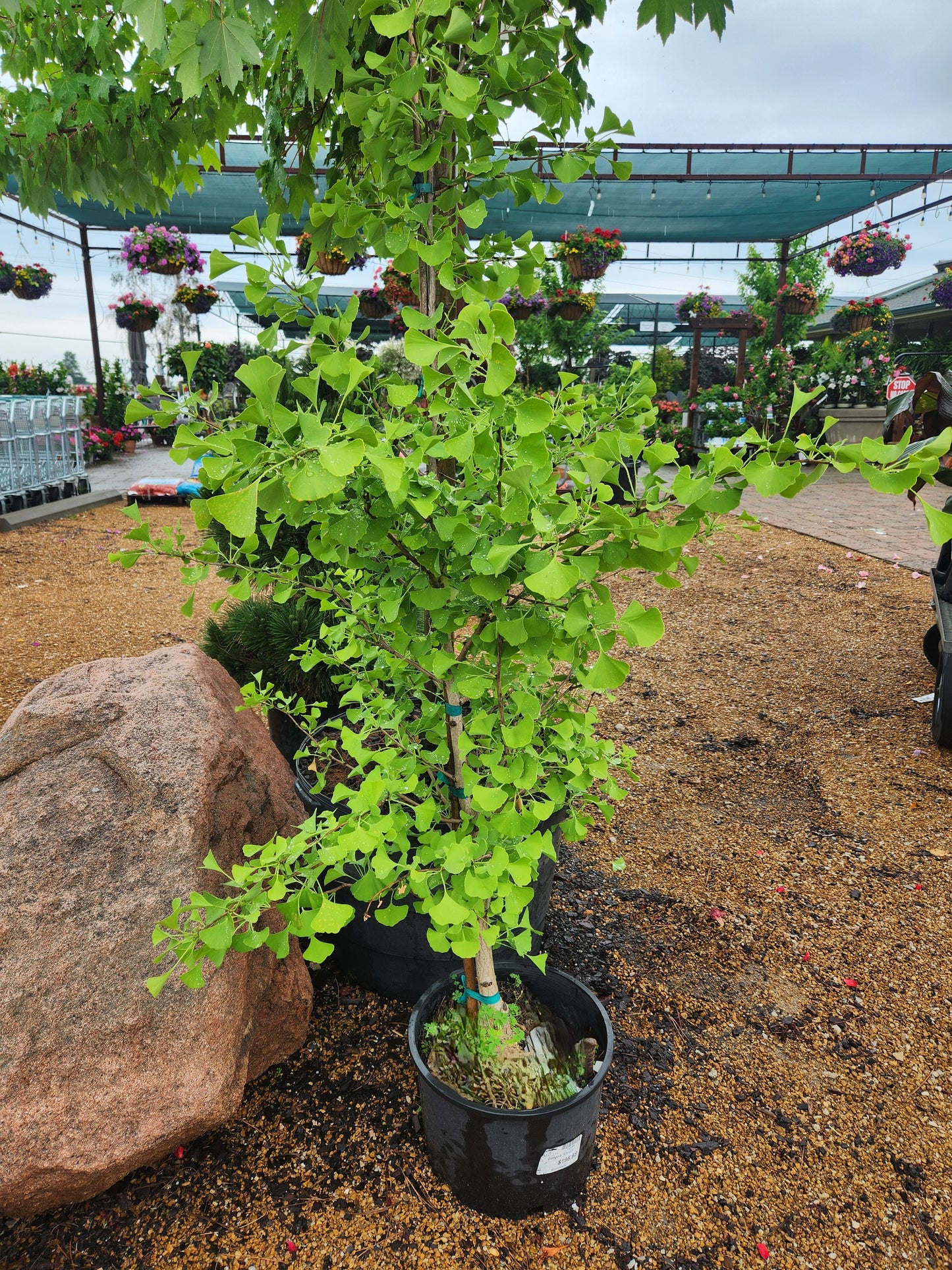Maidenhair Tree, Male Dwarf 'Chi Chi' (Ginkgo)