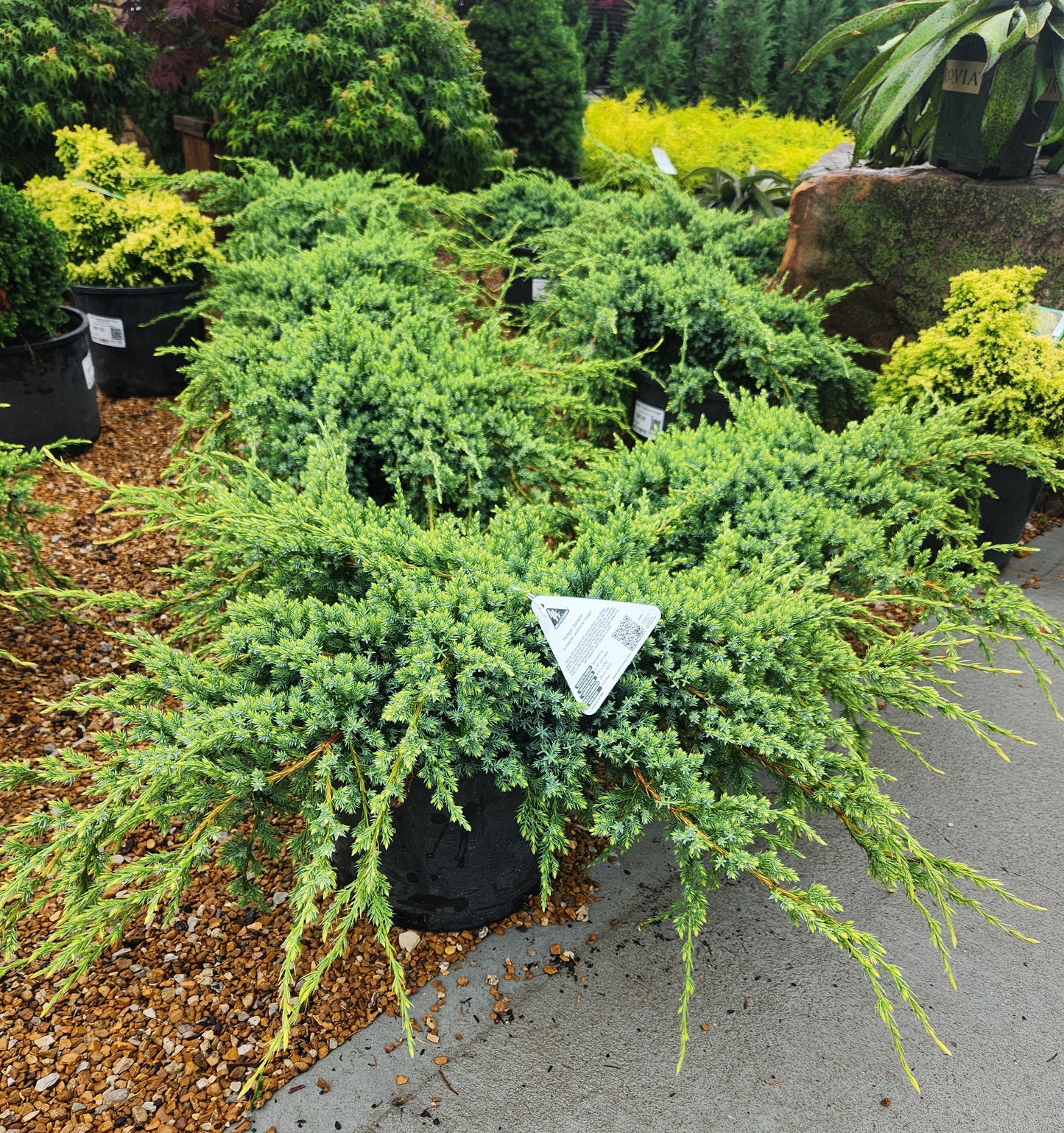 Juniper, Singleseed 'Holger' (Juniperus)