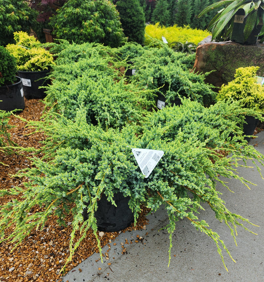 Juniper, Singleseed 'Holger' (Juniperus)