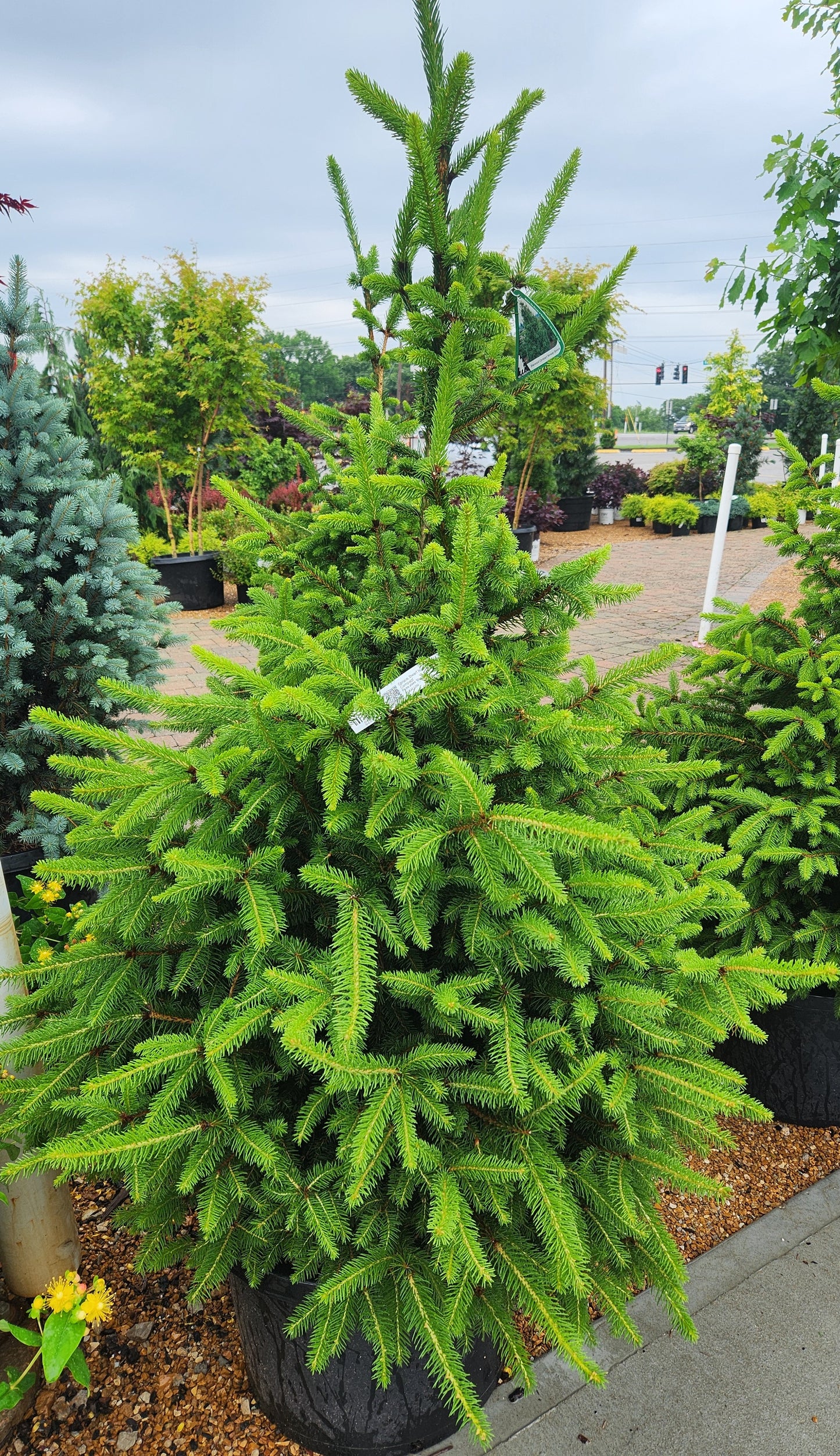 Spruce, Norway Dwarf 'Sherwood Compact' (Picea)