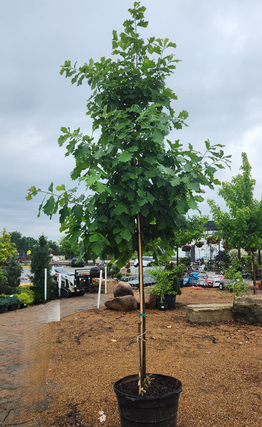 Oak, White Swamp (Quercus)