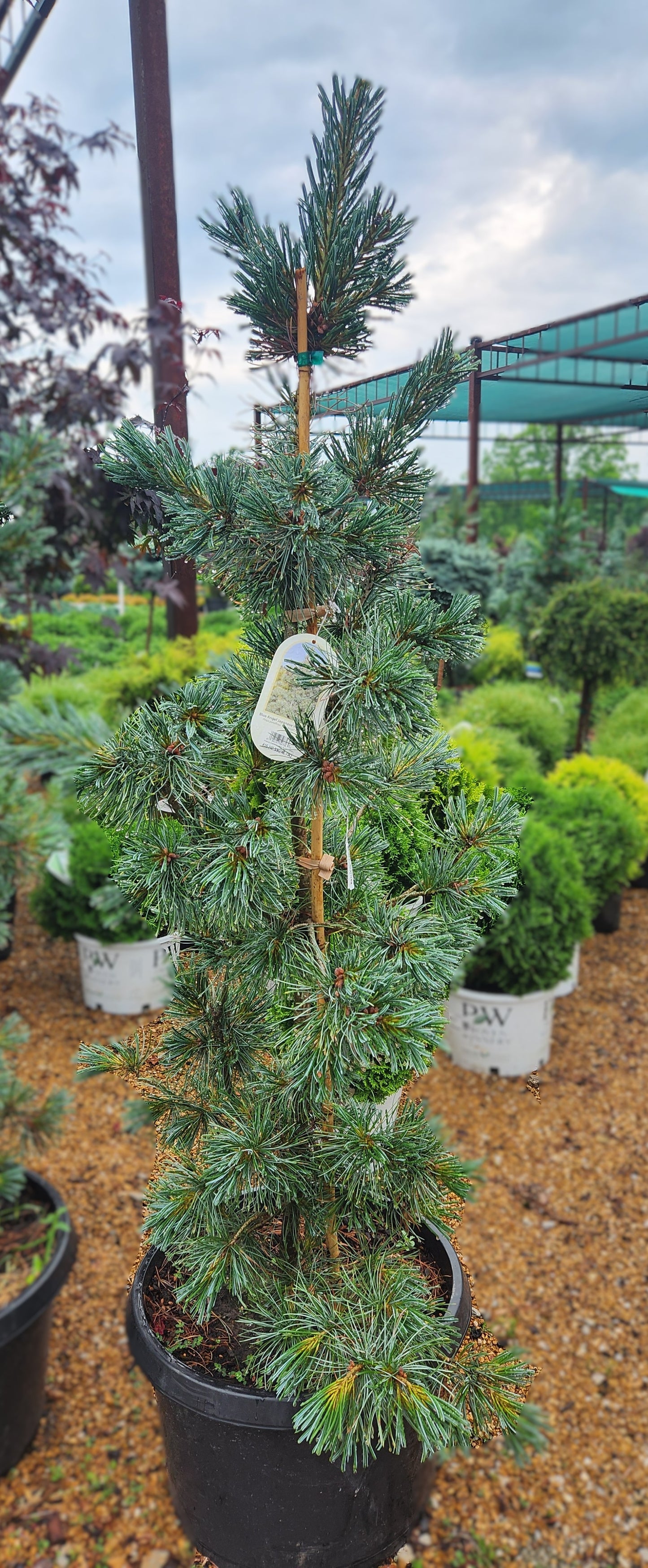 Pine, Japanese White 'Blue Angel'