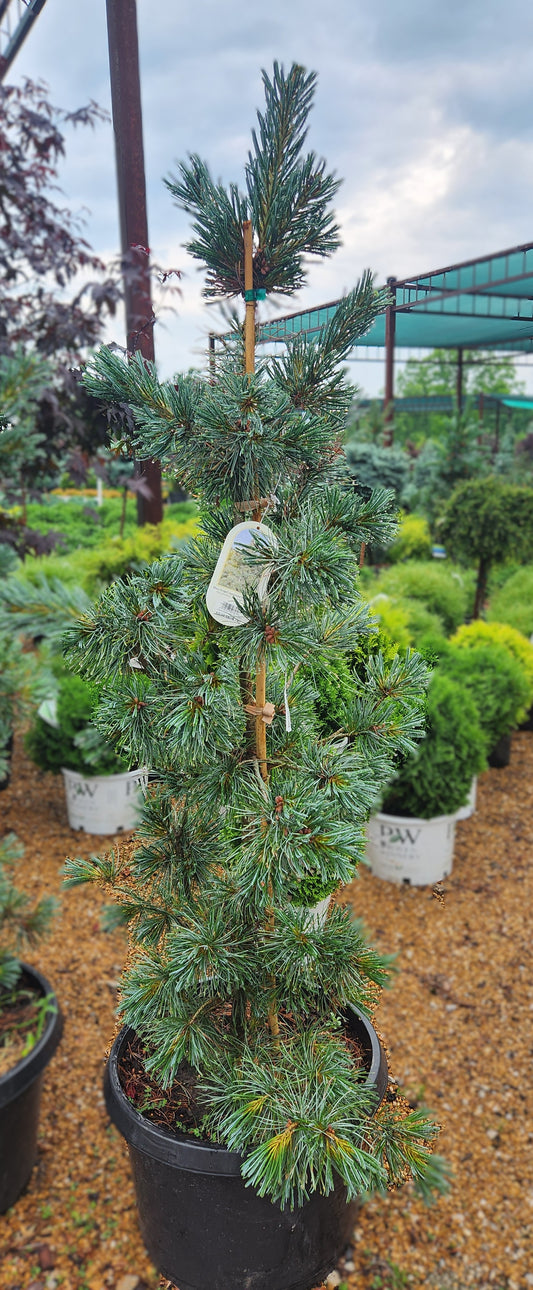 Pine, Japanese White 'Blue Angel'