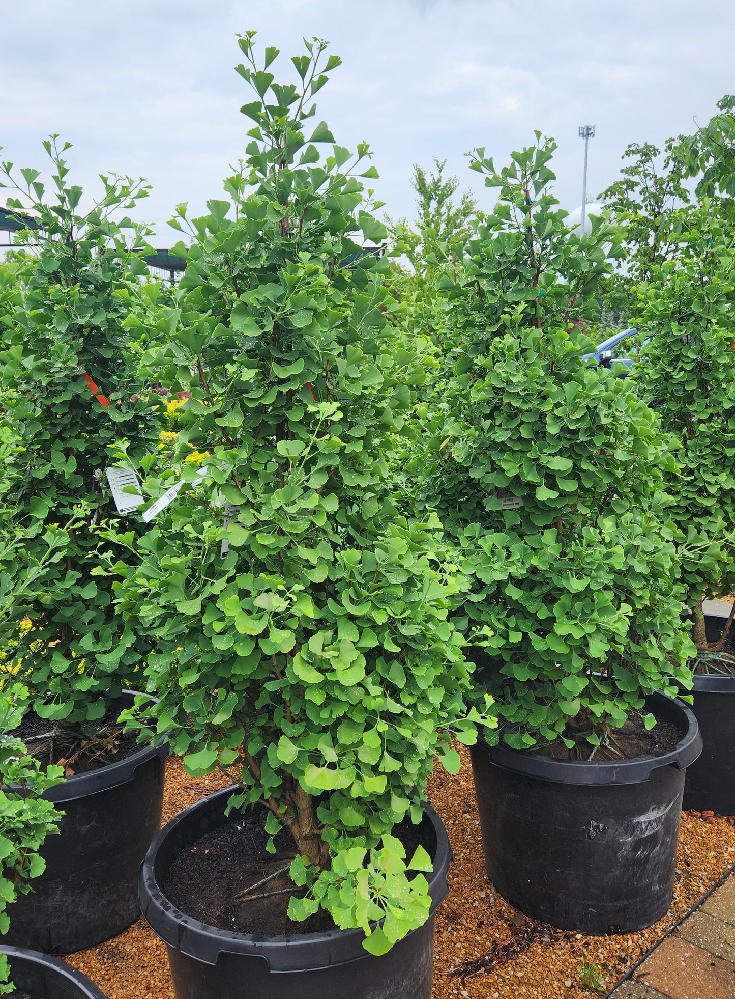 Maidenhair Tree, Male Dwarf 'Chi Chi' (Ginkgo)