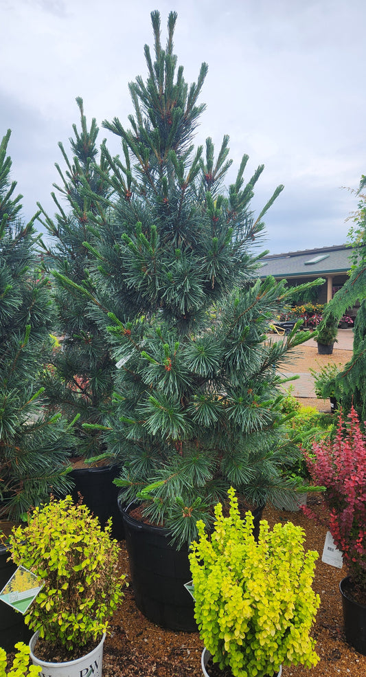 Pine, Columnar Limber 'Vanderwolf's Pyramidal' (Pinus)