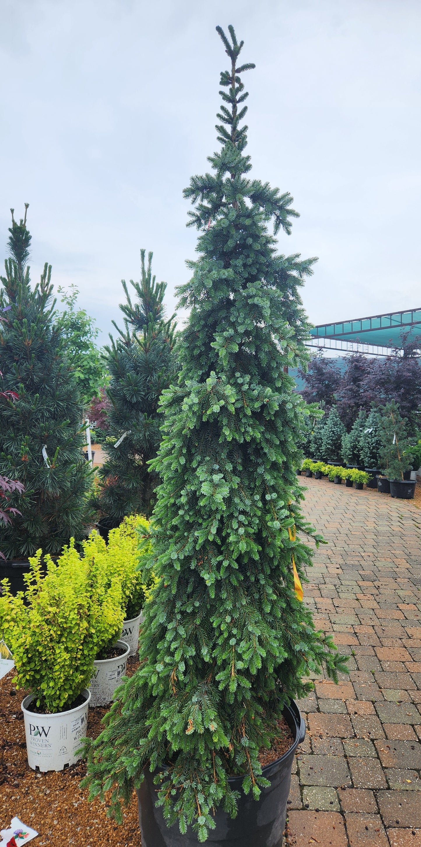 Spruce, Siberian Weeping Column 'Pendula Bruns' (Picea)
