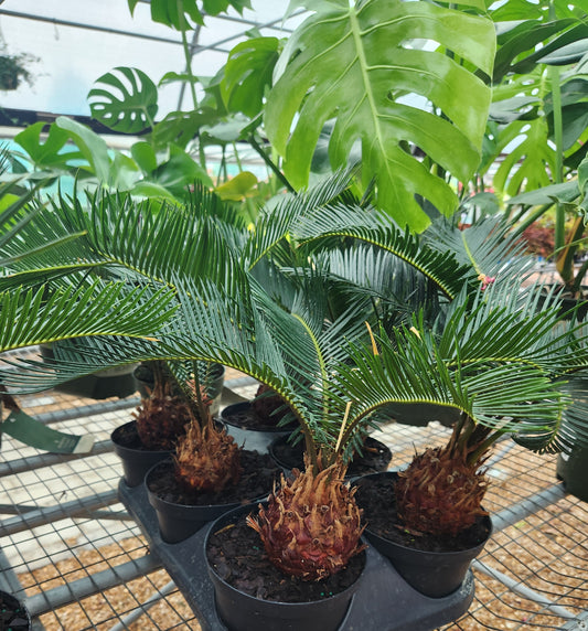 Palm, Sago (Metroxylon)