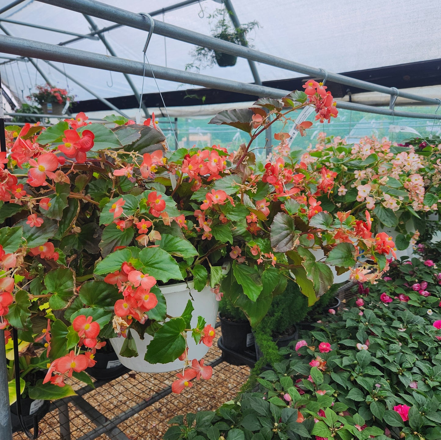 Begonia, Spreading Hula (Begonia)