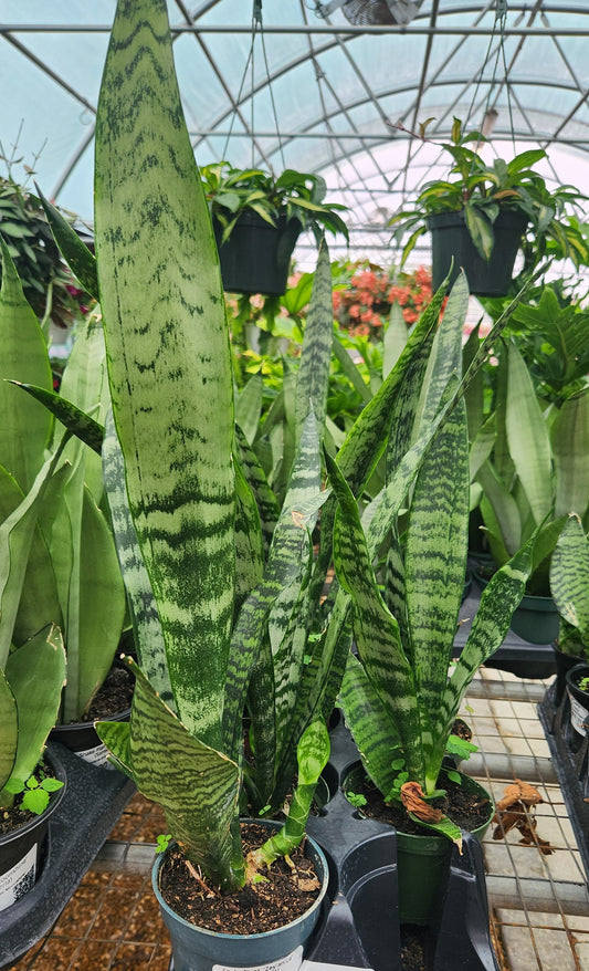 Mother-in-Laws Tongue / Snake Plant 'Zeylanica' (Sansevieria)