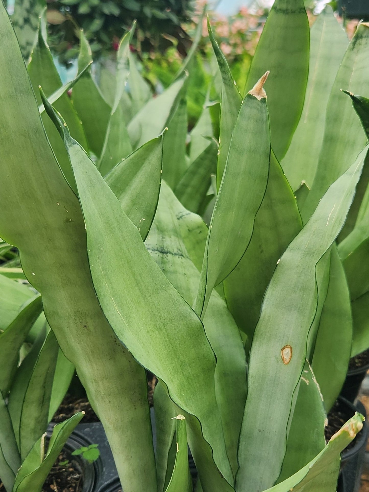 Mother-in-Laws Tongue / Snake Plant 'Moonshine' (Sansevieria)