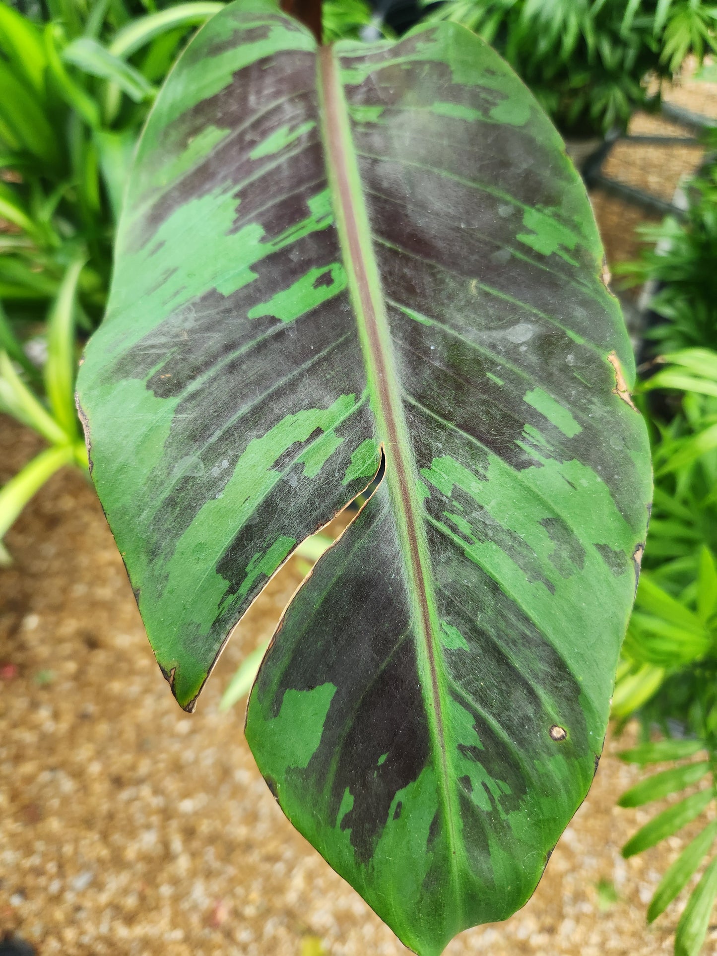 Banana, Tropical Varieties (Musa)