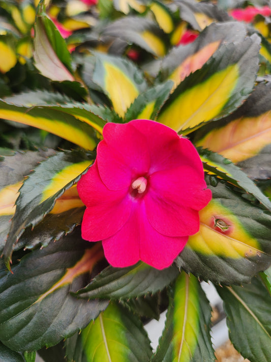 Impatiens, New Guinea (Impatiens)