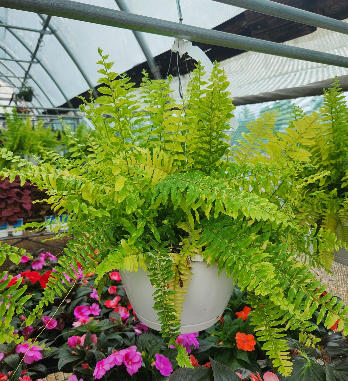 Fern, Boston 'Tiger' (Nephrolepis)