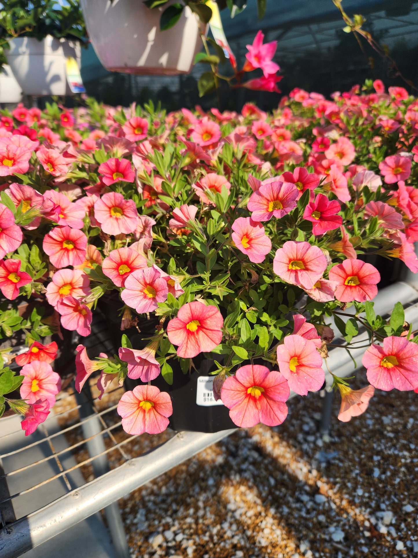 Million Bells (Calibrachoa)
