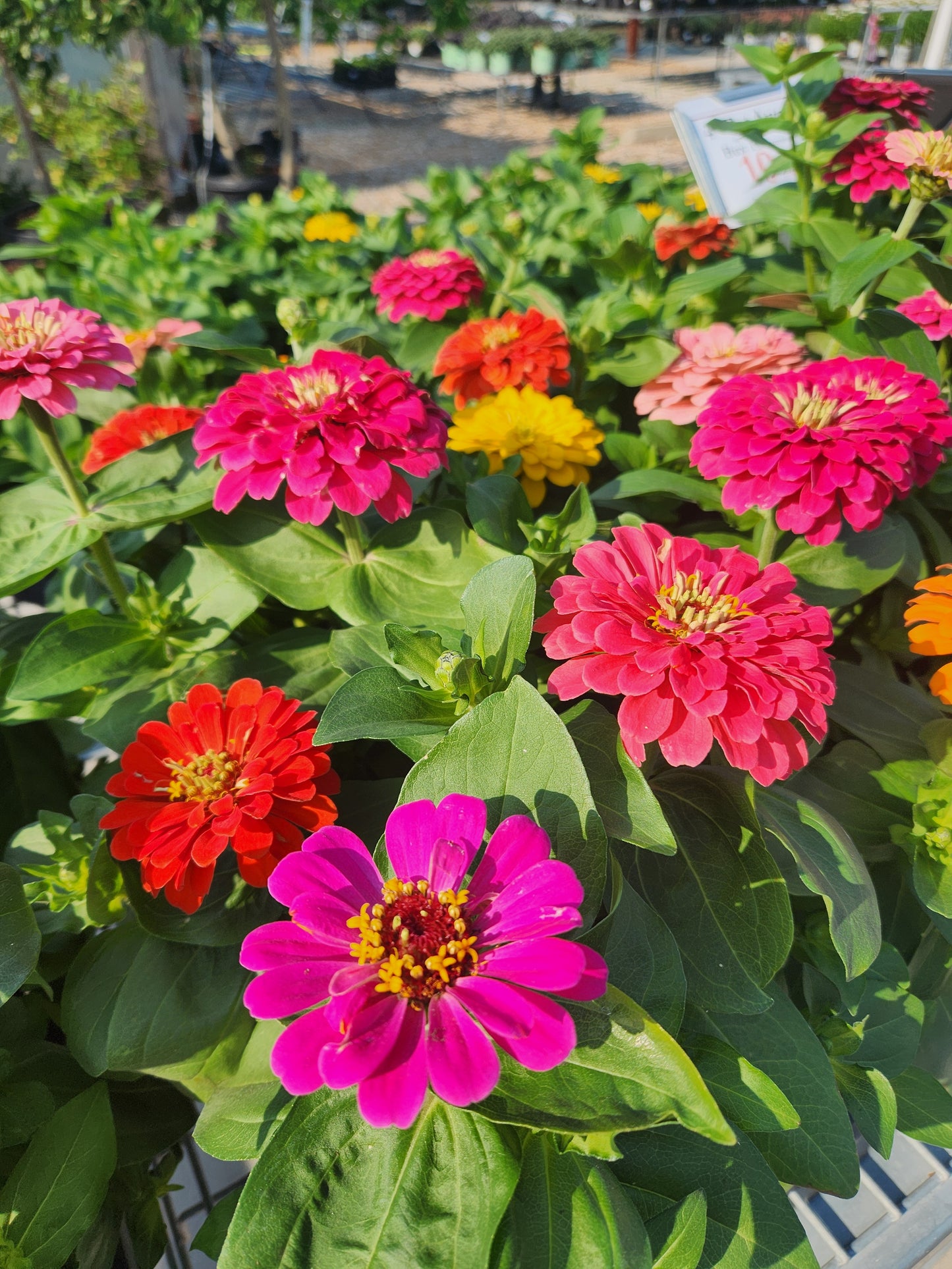 Zinnia, Magellan Series (Zinnia)