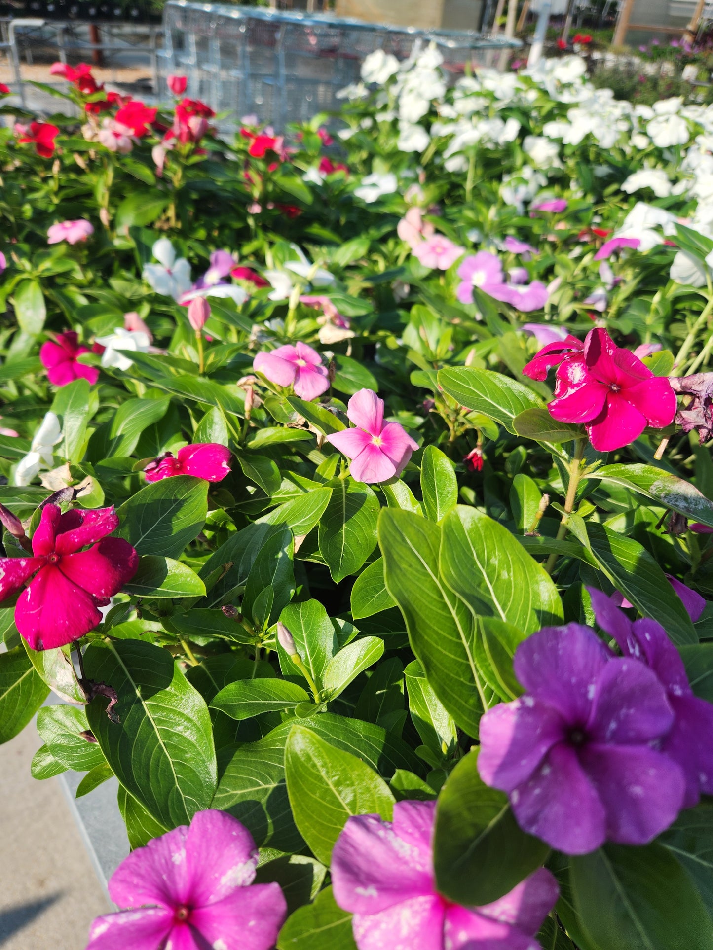 Vinca, Madagascar Flowering / Cape Periwinkle (Catharanthus) Titan Series