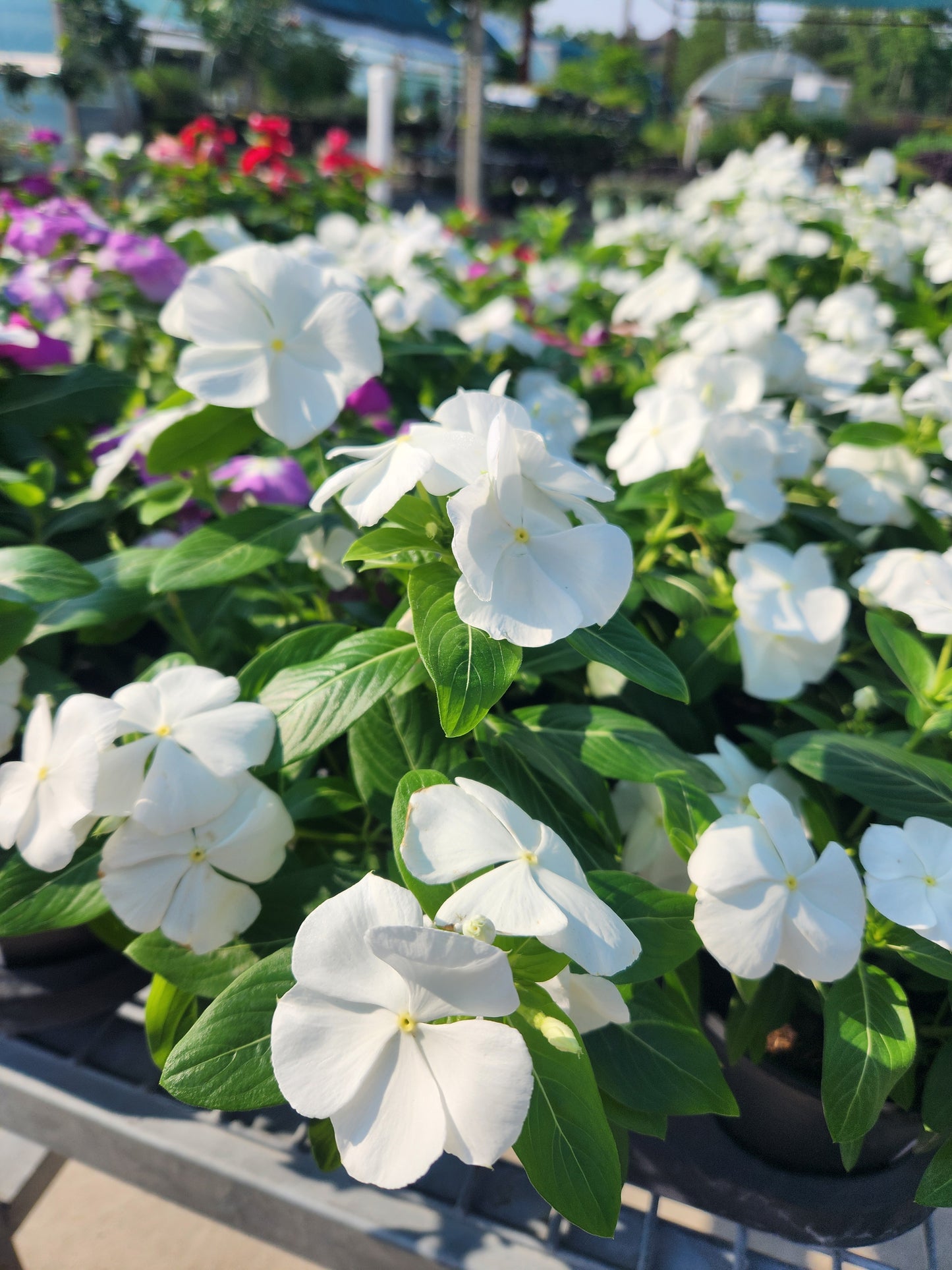 Vinca, Madagascar Flowering / Cape Periwinkle (Catharanthus) Titan Series