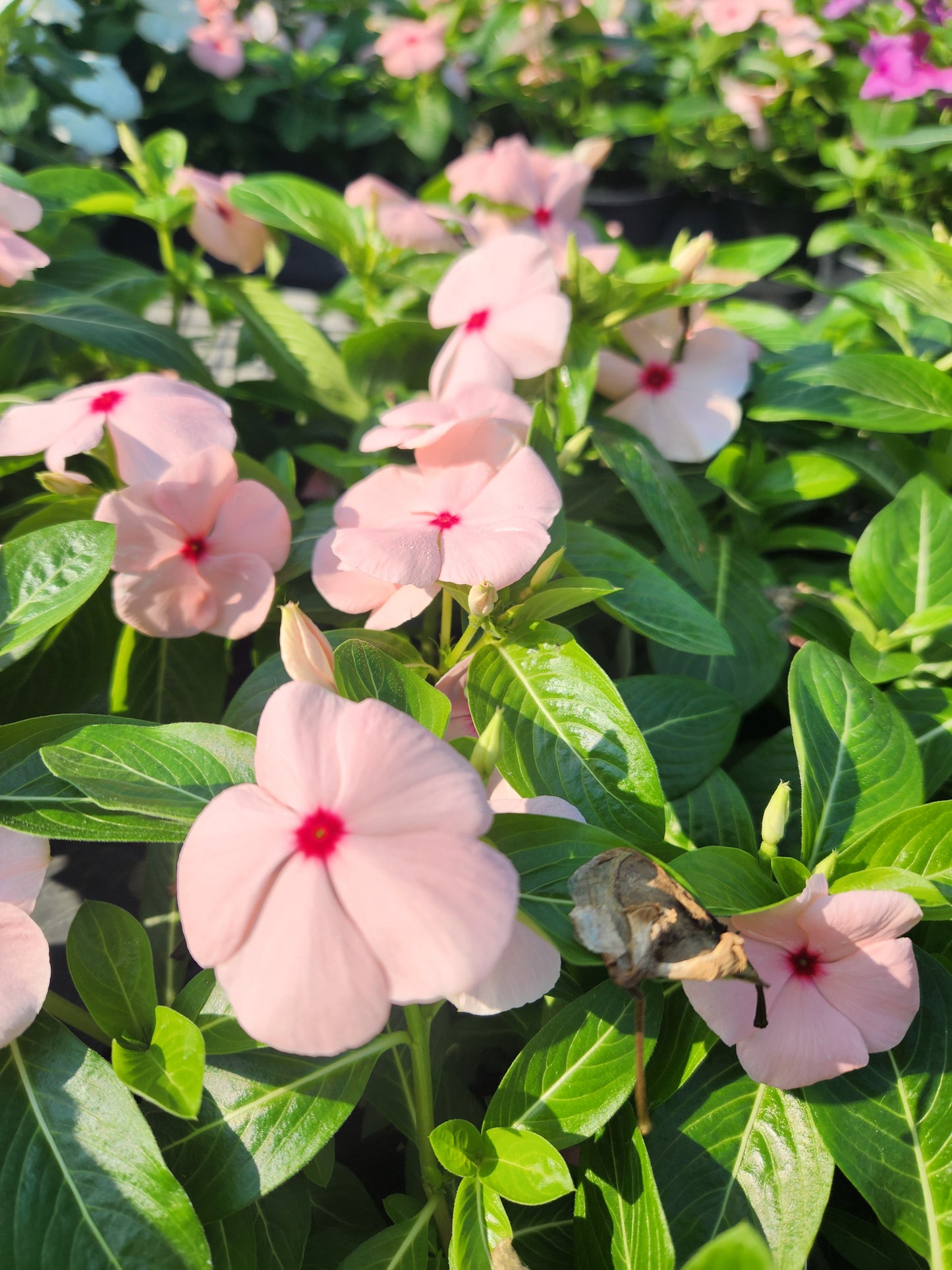 Vinca, Madagascar Flowering / Cape Periwinkle (Catharanthus) Titan Series