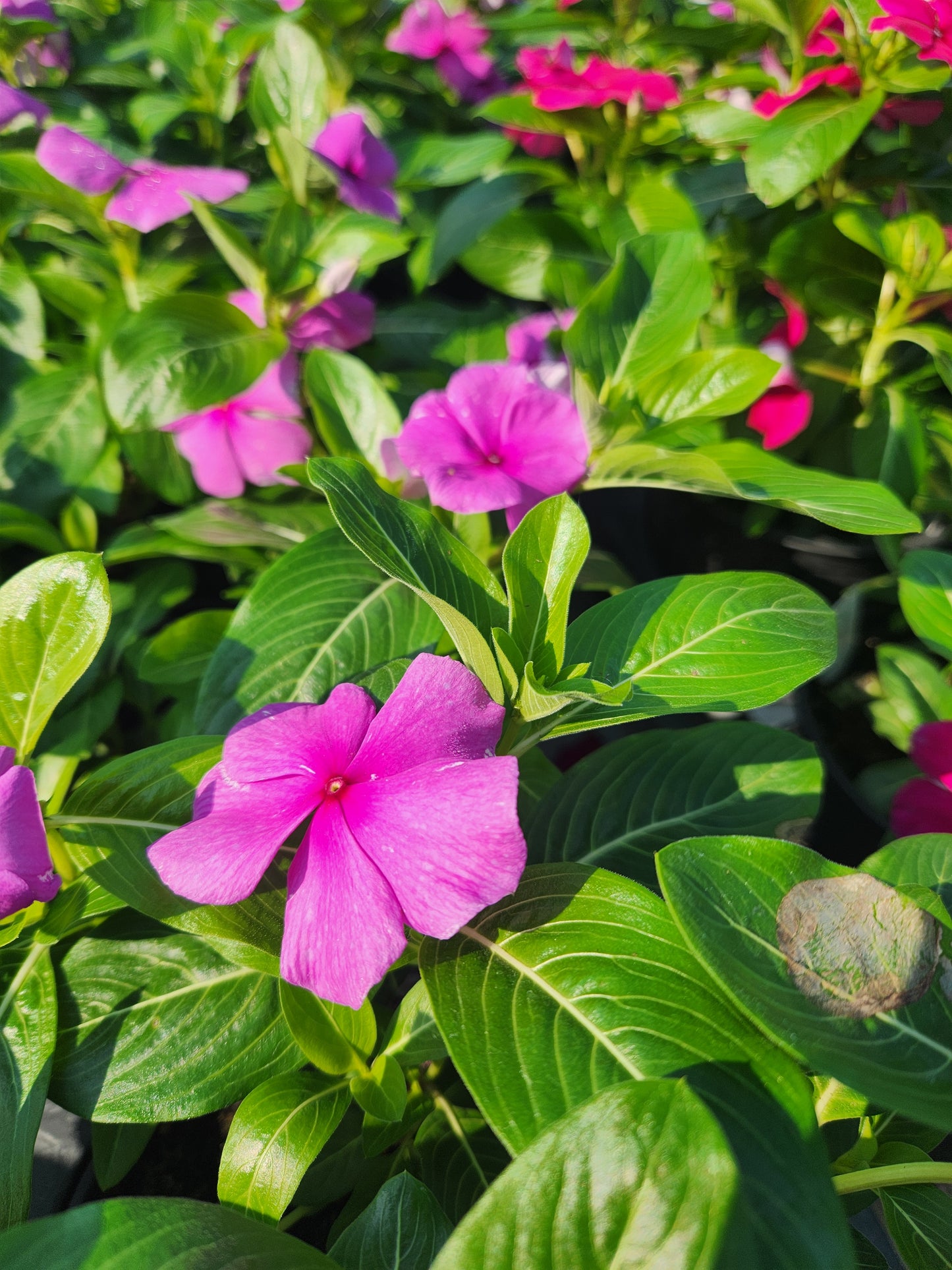 Vinca, Madagascar Flowering / Cape Periwinkle (Catharanthus) Titan Series