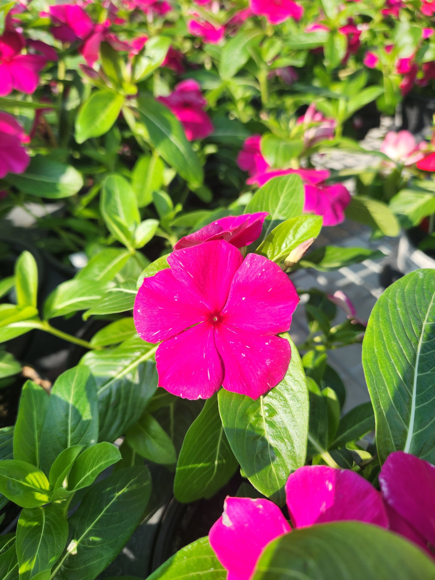 Vinca, Madagascar Flowering / Cape Periwinkle (Catharanthus) Titan Series
